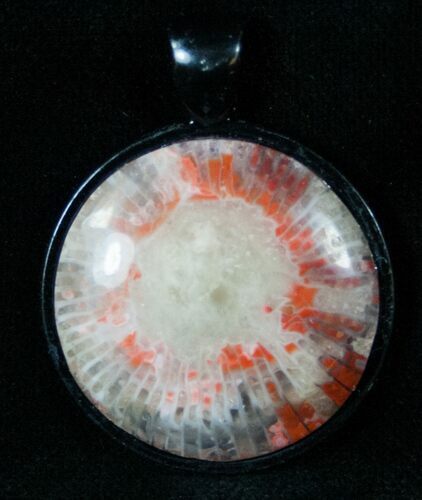 Fossil Red Horn Coral Pendant - Utah #14878